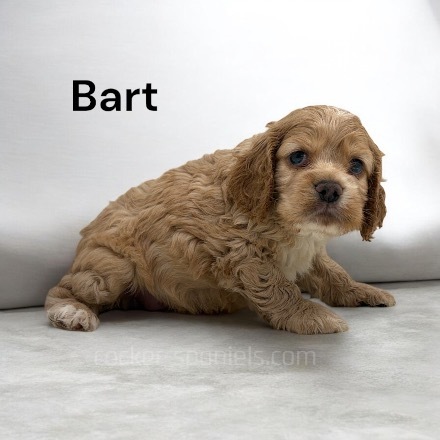 puppy, for, sale, Cocker Spaniel, Joe & Cherri  Overlease, dog, breeder, Miller, MO, dog-breeder, puppy-for-sale, forsale, nearby, find, puppyfind, locator, puppylocator, aca